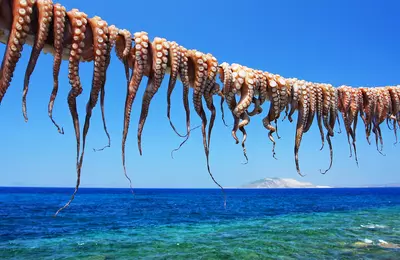 Grécko - Rhodos - Ostrov Chalki - chobotnice
