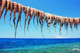 Grécko - Rhodos - Ostrov Chalki - chobotnice