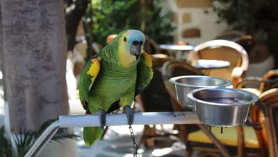 Rhodos - Strážca Sokratovej záhrady