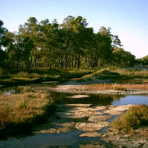 Karavasta