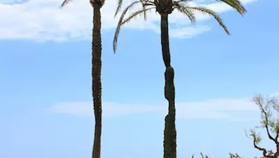 Mallorca - Elegancia Mallorca - Elegancia