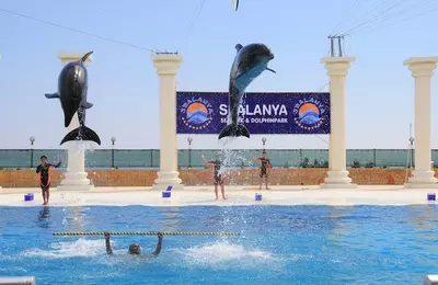 Delfinárium Sealanya - delfínia show