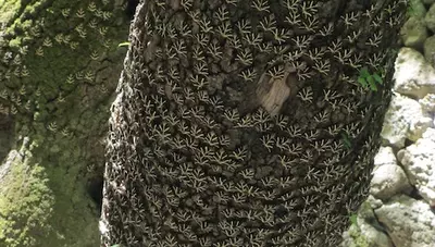 Rhodos - Údolie motýľov Rhodos - Údolie motýľov