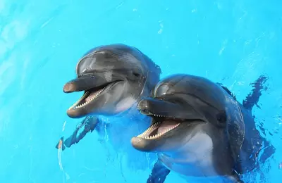 Delfinárium Sealanya - delfíní párik