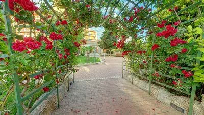 Bulharsko - Slnečné pobrežie - hotel Mena Palace - ruže Bulharsko - Slnečné pobrežie - hotel Mena Palace - ruže